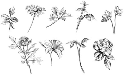 Set of hand drawn flowers. Black and white floral collection illustration.