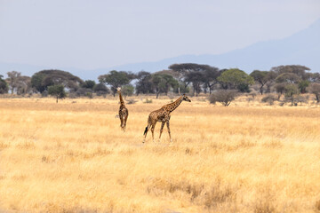 Masai Giraffes  on dry grass in Tarangire National Park, Tanzania