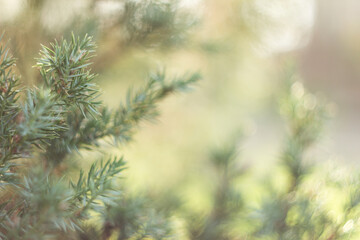 Pine tree branches close-up