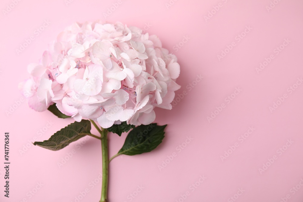 Wall mural Beautiful hydrangea flower on pink background, top view. Space for text