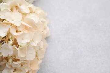 Beautiful hydrangea flower on light textured background, closeup. Space for text