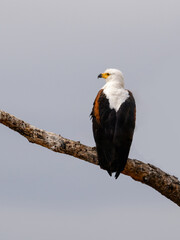 African Fish Eagle on tree branch against sky