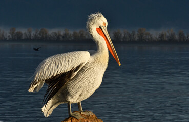 Krauskopfpelikan vor dunklem Hintergrund