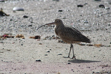 Long billed curlew