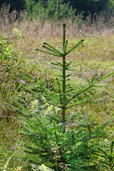 The young green spruce grows in a forest clearing.