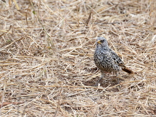 Rufous-tailed Weaver foraging on the ground in Tarangire National Park, Tanzania