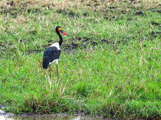 Saddle Billed Stork foraging for food in shallow water in Tarangire National Park