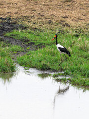 Saddle Billed Stork foraging for food in shallow water in Tarangire National Park