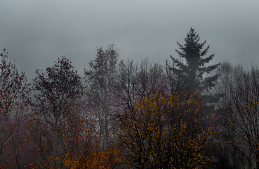 A few vividly red-colored leaves stand out in the grayness of the fog shrouding the treetops