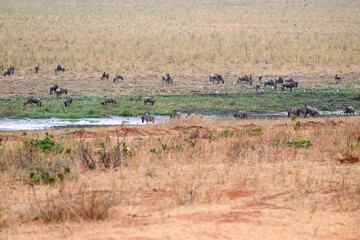 Fototapeta na wymiar Savannah landscape with grazing animals in dry season, Tanzania