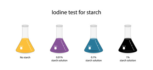 Iodine test for starch, chemical experiment. Carbohydrates in a sample of food or cosmetics. Test positive, dark blue, starch present. Biology, chemistry. Vector illustration. - obrazy, fototapety, plakaty