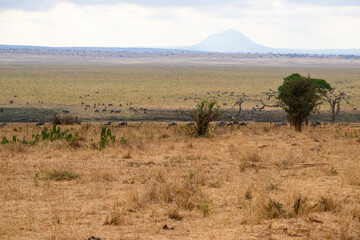 Savannah landscape with grazing animals in dry season, Tanzania