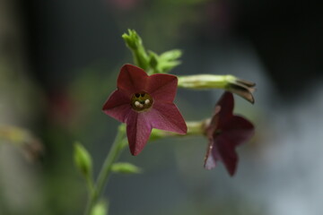 Beautiful red tobacco flowers blossoming on summer day outdoors. Ornamental fragrant tobacco...