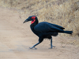 Obraz premium Southern Ground Hornbill foraging in savannah of Tanzania in dry season