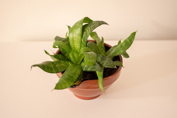 Snake plant in white pot on white background.
