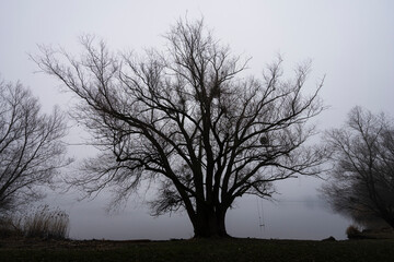 Silhouette of a tree with swing  with misty foggy view onto a lake