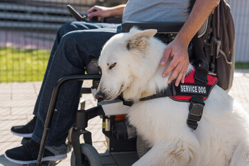 Man with disability in a wheelchair petting his loyal friend and partner, an assistance dog lying calmly beside him.