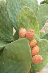 Noto, Sicily. Europe Catus pads with prickly pear fruit.