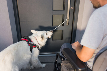Assistance dog helping a man in an electric wheelchair leave the home by closing the door. Mobility...