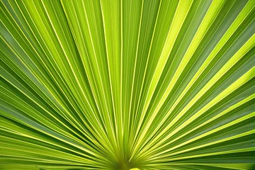 Foto op Canvas The veins of a large palm leaf © Molostock