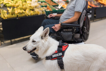 Man with disability and his service dog shopping in market store using electric wheelchair