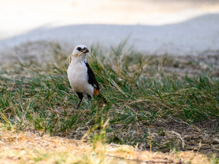 White-headed Buffalo Weaver is feeding on ground, Tanzania, Africa