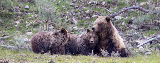 Mama Grizzly and cubs