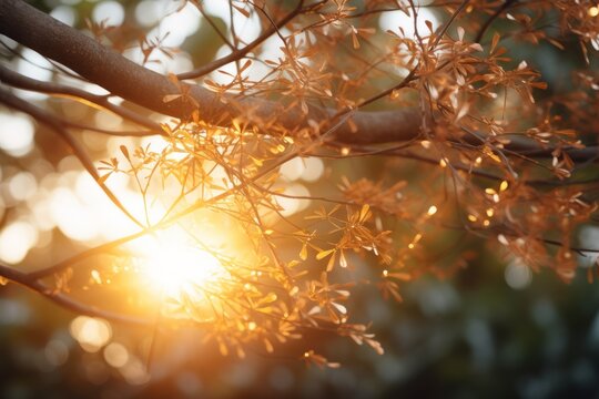 Sunlight shining through the golden leaves of a tree