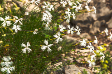 Late carnation white delicate flower growing wild in Croatia.