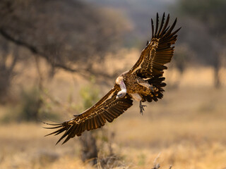 Ruppell's Griffon or Ruppell's Vulture in flight landing