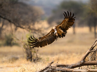 Ruppell's Griffon or Ruppell's Vulture in flight landing