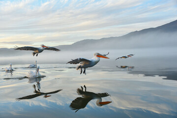 Landung der Pelikane am Kerkini See