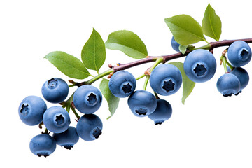 Branch of delicious ripe blueberries, cut out