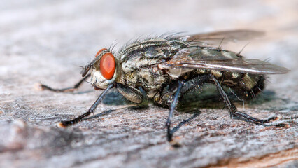 close up of fly