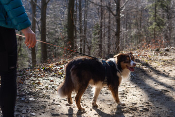 a border collie dog walks on a leash with its owner on a mountain trail