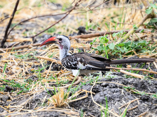 Northern red-billed hornbill  is feeding on ground, Tanzania, Africa