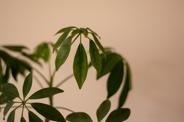 Dwarf Umbrella Tree. Schefflera variegated is a genus of flowering plants in the family Araliaceae