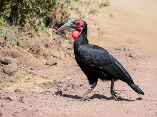 Southern Ground Hornbill foraging in savannah of Tanzania in dry season, closeup portrait