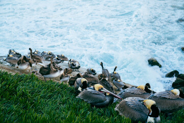 Fototapeta premium Pelicans on a cliff in La Jolla,