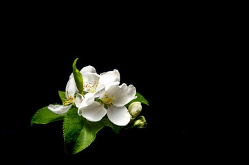 Branch of blossoming cherry with white flowers on a black background. Springtime concept