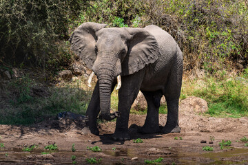 Fototapeta na wymiar African Elephant came to drink water from a puddle of water