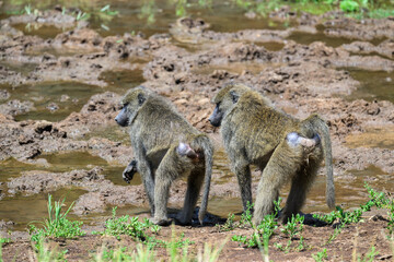 Olive baboons drinking water from a puddle of water