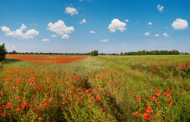 Beautiful ukrainian countryside spring landscape with wheat field and red poppy flowers, Ukraine, sunny day, blue sky with clouds.