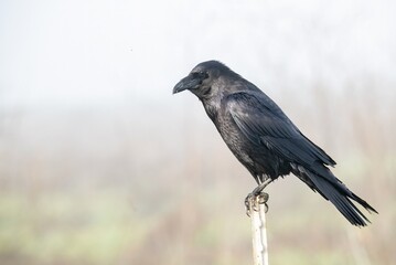 raven on a fence up close and with feather details