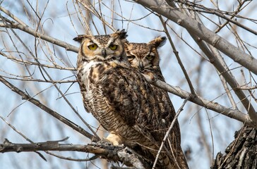 A pair of great horned owl with eyes open and checking out the surroundings