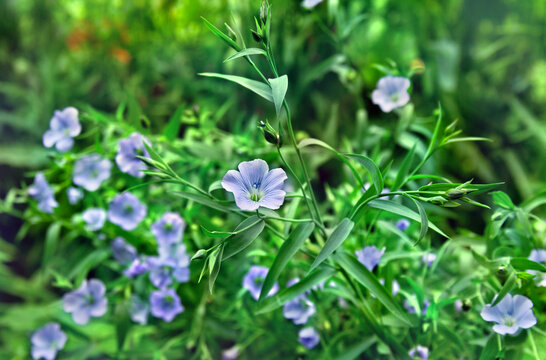 Blue flowers flax ( Linum usitatissimum, linseed ) on green field in summer
