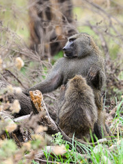 Two olive baboons, female grooming the male one
