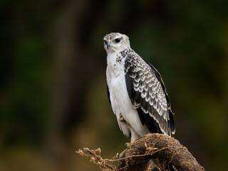 Immature Martial Eagle perched on tree branch, closeup portrait against dark background