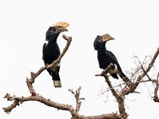 Male and Female Silvery-cheeked Hornbills on tree branches against white background, isolated