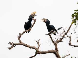 Male and Female Silvery-cheeked Hornbills on tree branches against white background, isolated